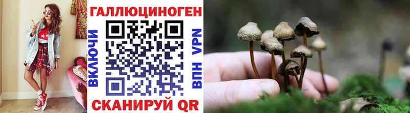 blacksprut ТОР  Новая Ладога  Псилоцибиновые грибы Psilocybine cubensis 